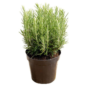 Rosemary Plant