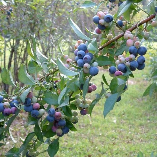 Tifblue Blueberry | Grow Blueberries At Home