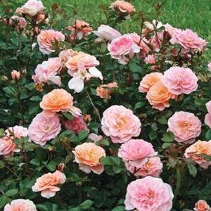 Apricot Drift® Rose