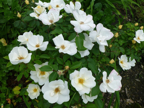 Knock Out® White Rose Tree