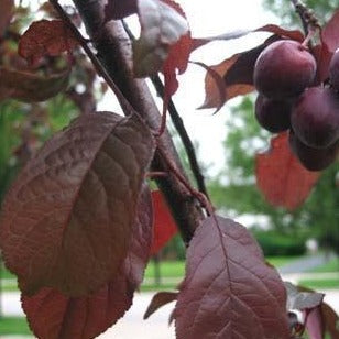 Newport Flowering Plum Tree - PlantingTree