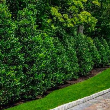 Nellie Stevens Holly | Privacy Shrub | PlantingTree - PlantingTree