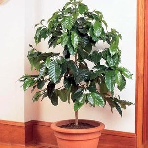 house plants that like coffee Arabica Coffee Plant