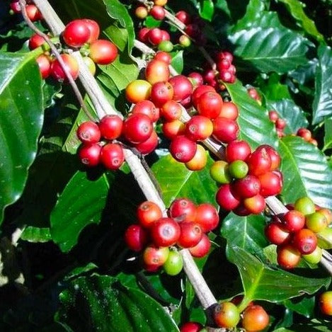 arabica coffee plant fertilizer Arabica Coffee Plant