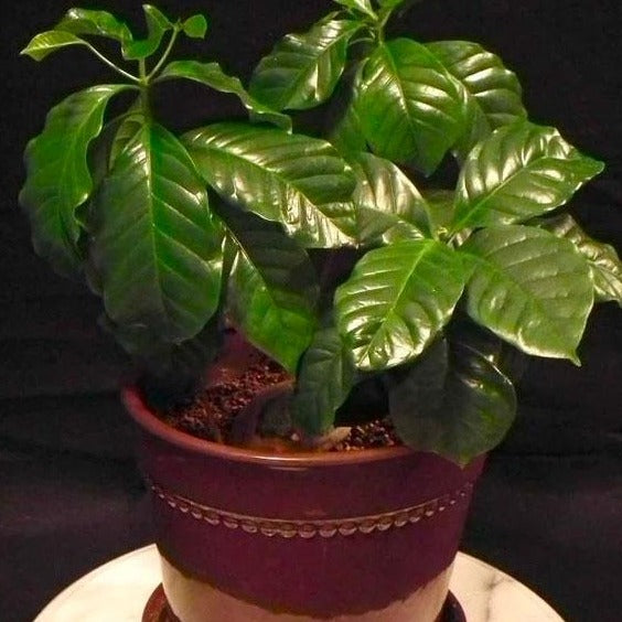 coffea arabica indoor plant Arabica Coffee Plant