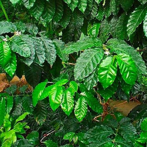 arabica coffee plant fertilizer Arabica Coffee Plant