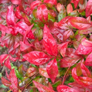 Firepower Nandina