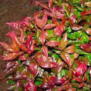 Firepower Nandina