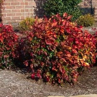 Firepower Nandina | Dwarf Nandina Firepower - PlantingTree