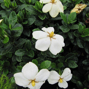 Kliem's Hardy Gardenia