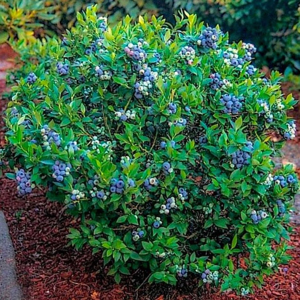 Premier Blueberry Bush
