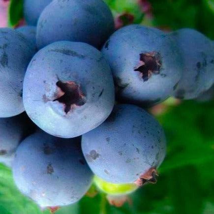 Premier Blueberry Bush