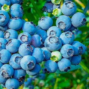 Premier Blueberry Bush