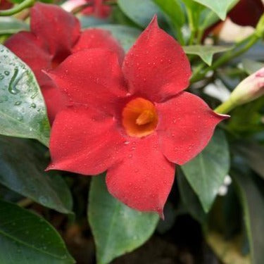 Red Mandevilla Vine