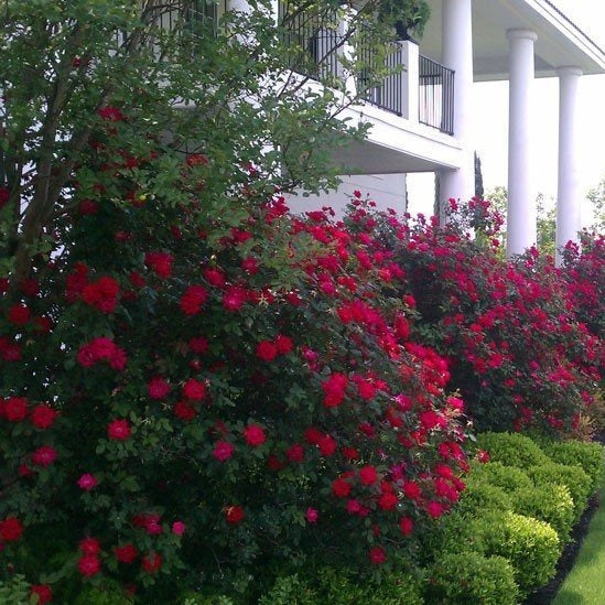 Red Double Knockout Roses