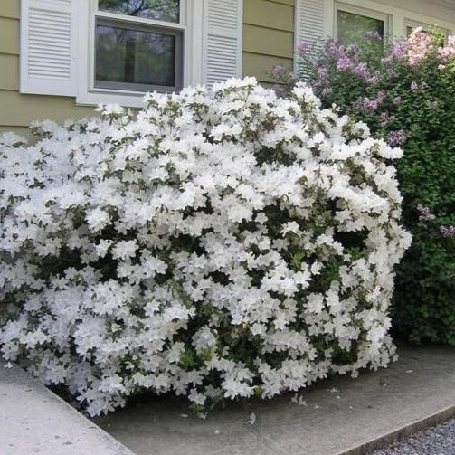 Image of Azaleas bush with white flowers