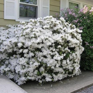 Delaware Valley White Azalea