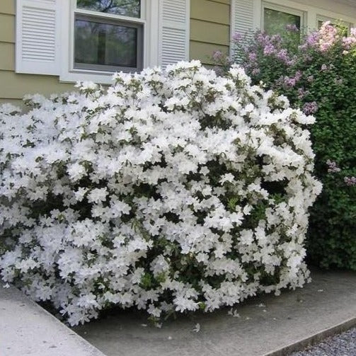 Delaware Valley White Azalea