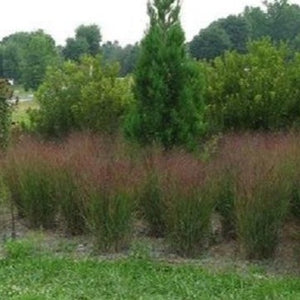 Shenandoah Switch Grass