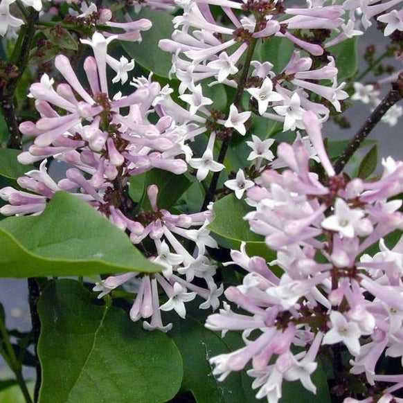 Miss Kim Lilac