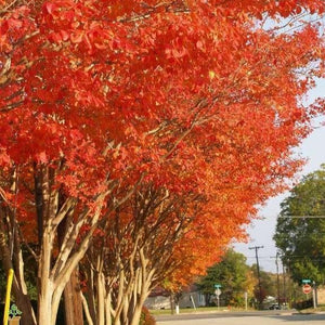Natchez Crape Myrtle