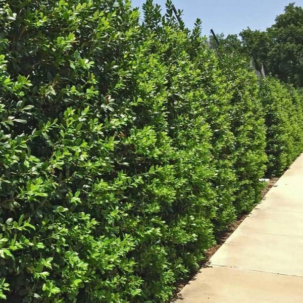 Needlepoint Holly PlantingTree