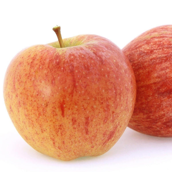 Gala Apple Tree  Grow Organic Apples At Home - 6-7 Feet
