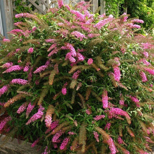 Pink Delight Butterfly Bush