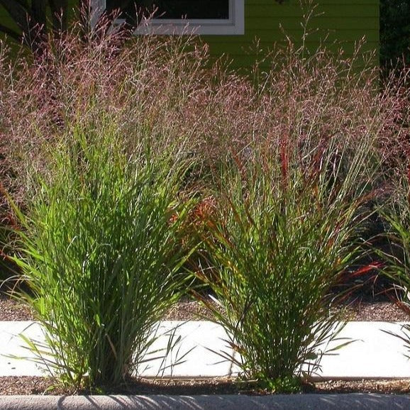 Red Ribbons Switchgrass Shenandoah Red Switchgrass