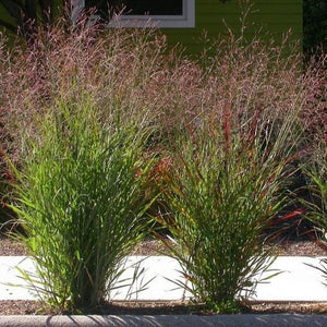 Shenandoah Switch Grass