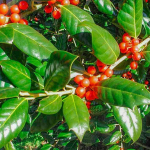 Berries on Nellie Stevens Holly
