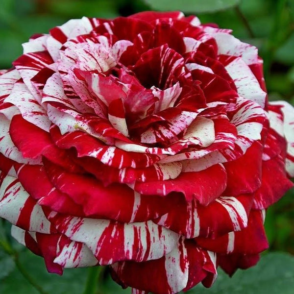 Julio Iglesias Rose