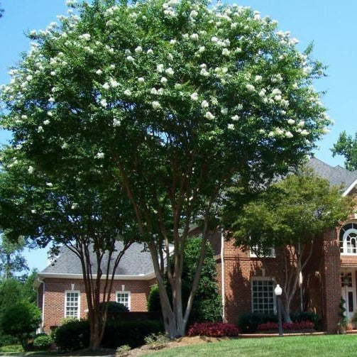 planting crepe myrtle next to house Natchez Crape Myrtle