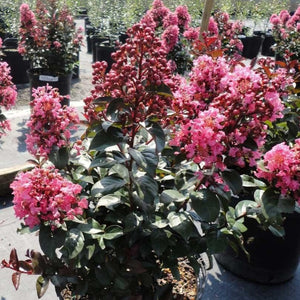 Coral Magic Crape Myrtle
