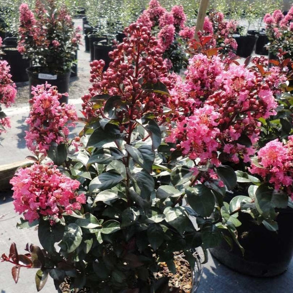 Coral Magic Crape Myrtle