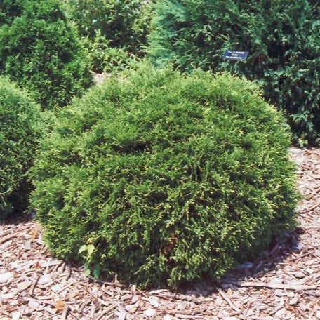 Hetz Midget Arborvitae