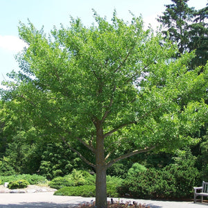 Ginkgo Tree