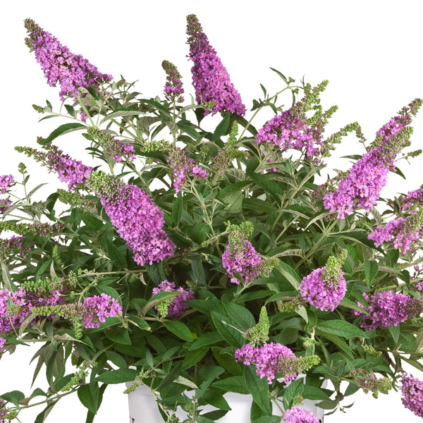 Lo & Behold Lilac Chip Butterfly Bush