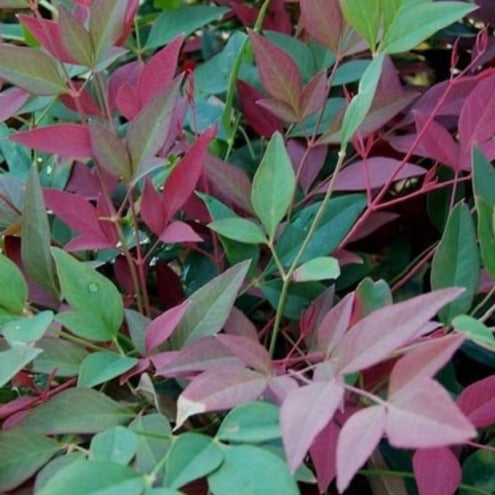 Flirt Nandina