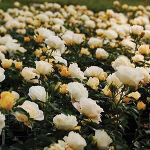 Popcorn Drift Roses