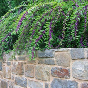 Early Amethyst Japanese Beautyberry