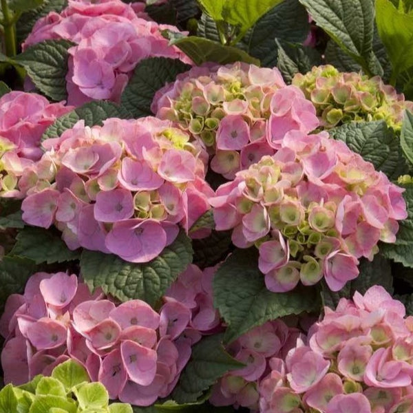 Hydrangea Bloomstruck