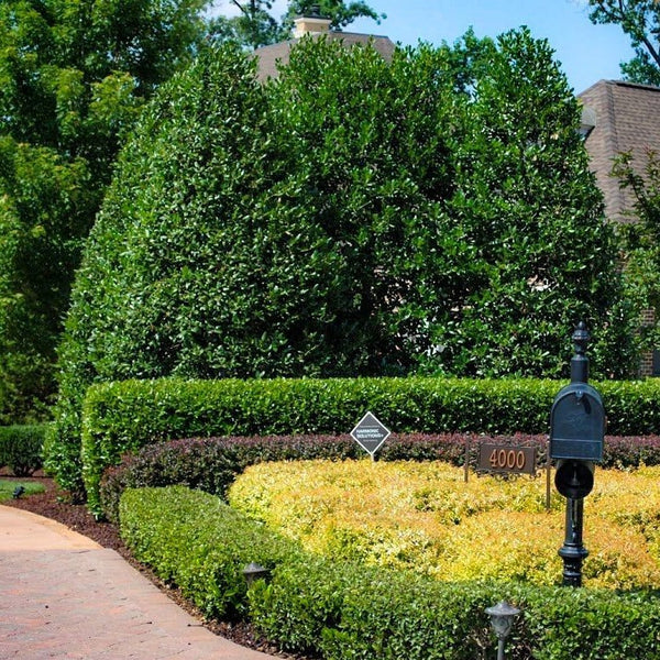 are holly trees worth money Nellie Stevens Holly | Privacy Shrub | PlantingTree