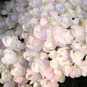 Blushing Bride Hydrangea