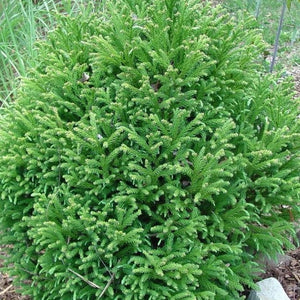 Cryptomeria Globosa Nana