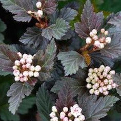 Summer Wine Ninebark