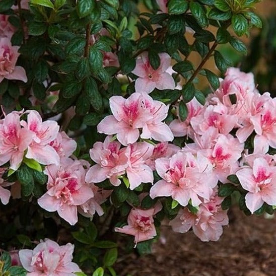 Autumn Chiffon Encore Azalea