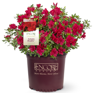 Autumn Bonfire Encore Azalea