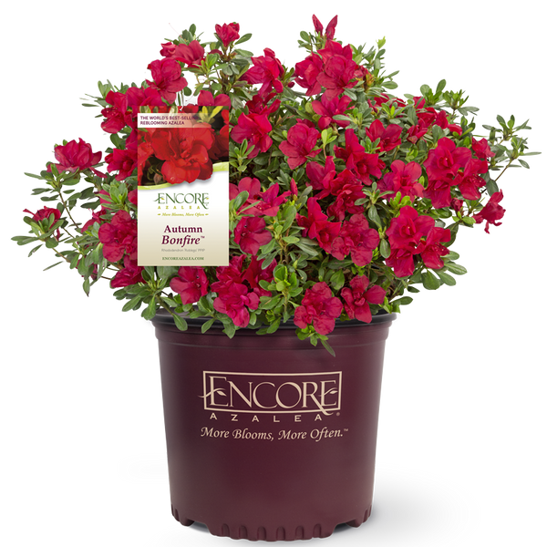 Autumn Bonfire Encore Azalea