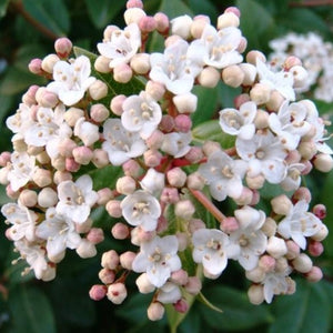 Spring Bouquet Viburnum